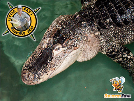 Little ray reptile zoo ottawa coupons